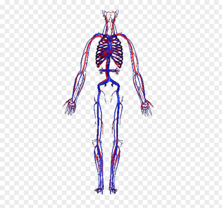 Human Body 3D Circulatory System Blood Vessel Homo Sapiens PNG