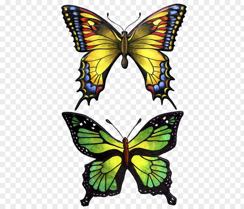 Butterfly Drawing Moths Ulysses Insect Old World Swallowtail Malachite PNG