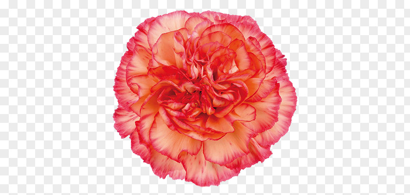 Flower Carnation Cut Flowers Rose Color PNG