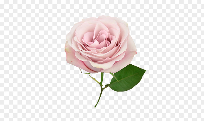 Flower Garden Roses Cabbage Rose Floribunda Pink Bouquet PNG