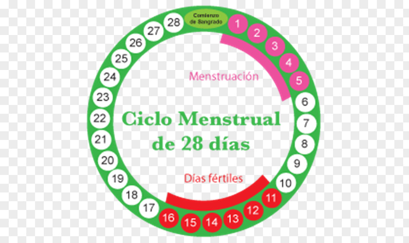 Menstruation Menstrual Cycle Fertility Woman Combined Oral Contraceptive Pill PNG cycle oral contraceptive pill, woman clipart PNG