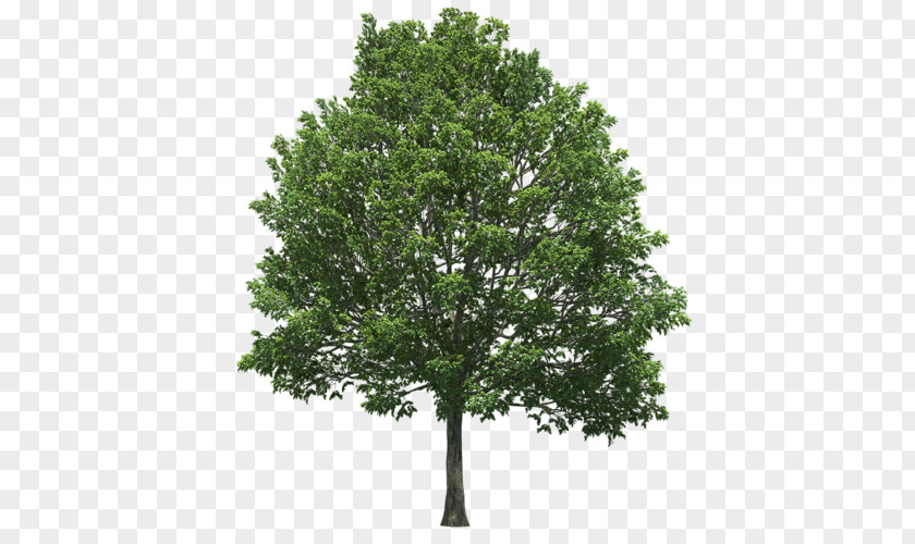 Tree State Oak Schinus Terebinthifolia Plant PNG