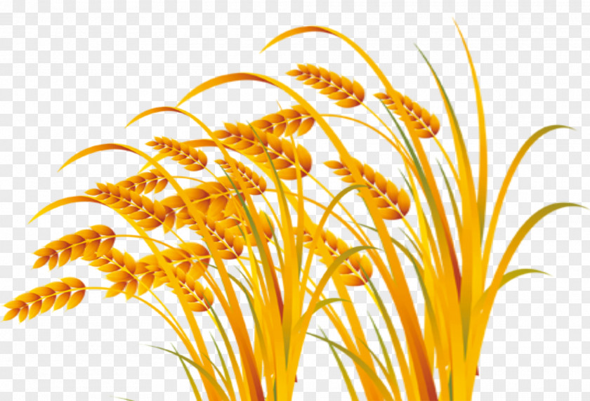 Wheat Harvest Foul Free Pull Material Illustration PNG