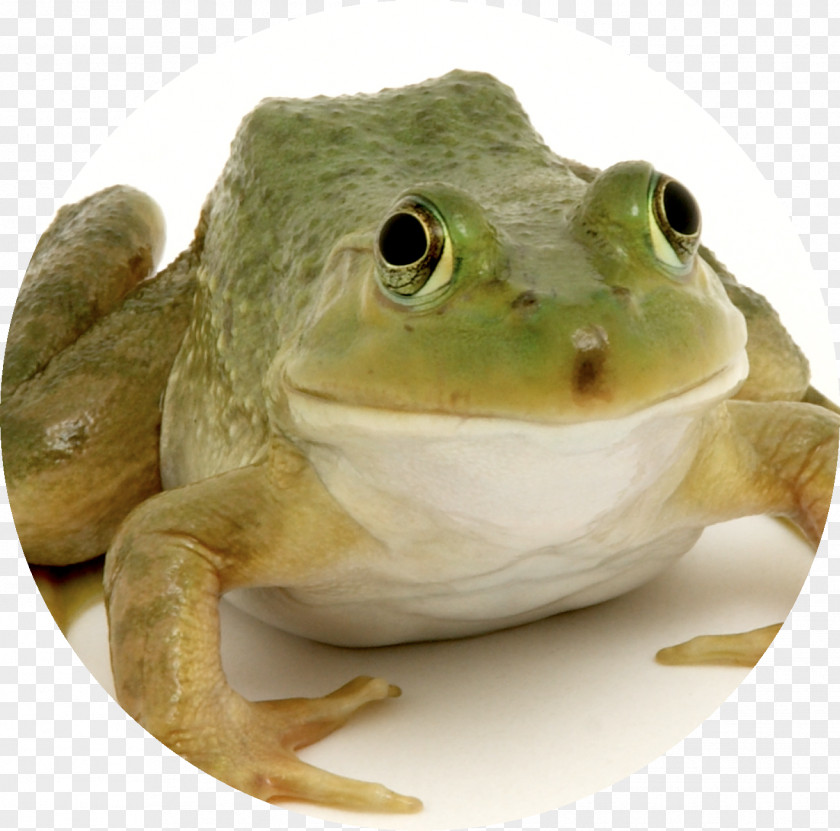 Amphibian Translation Frog United States English Child PNG