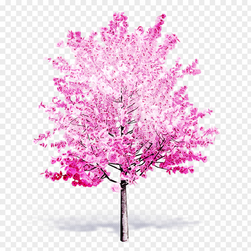 Blossom Twig Pink Tree Red Bud Plant Flower PNG