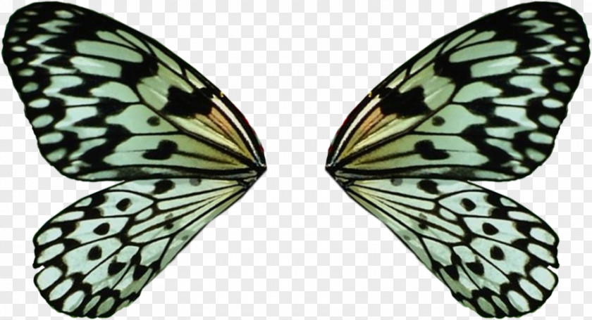 Butterfly Monarch Idea Leuconoe Moth Insect PNG