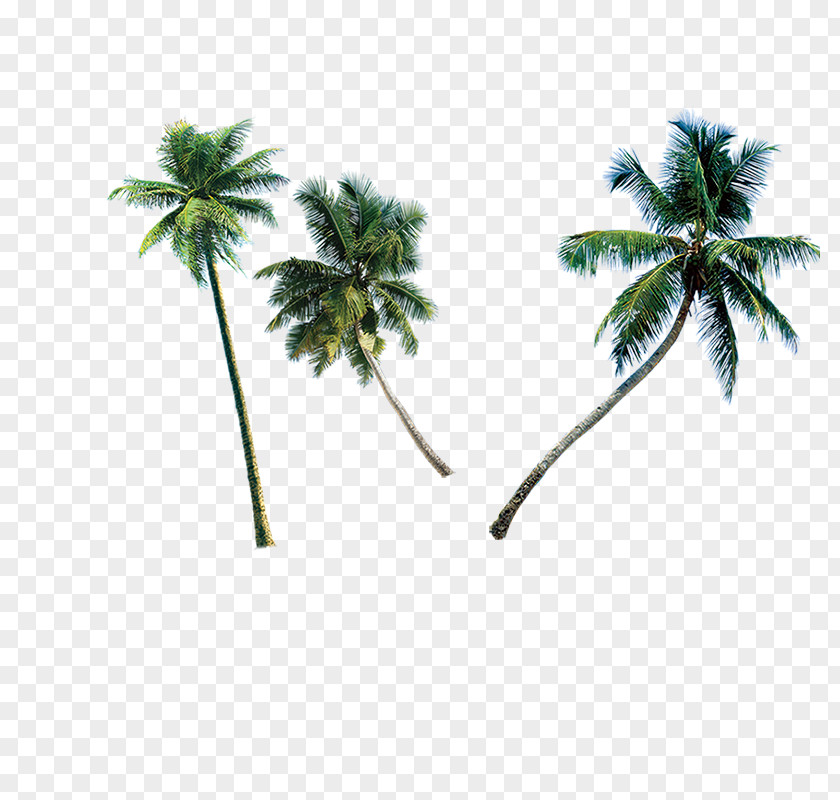 Coconut Tree Sanya Travel Vacation PNG