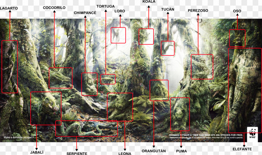 Forest World Wide Fund For Nature Advertising Art Director Deforestation Organization PNG