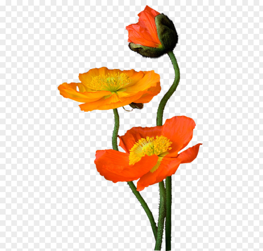 Painting Blog Common Poppy Clip Art PNG