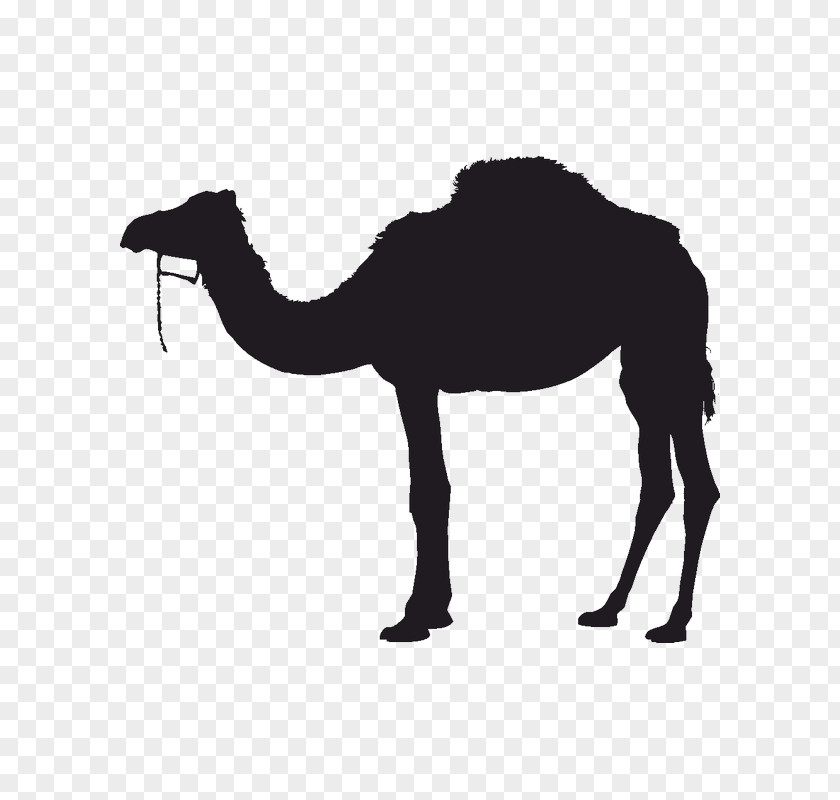 Silhouette Bactrian Camel Dromedary PNG