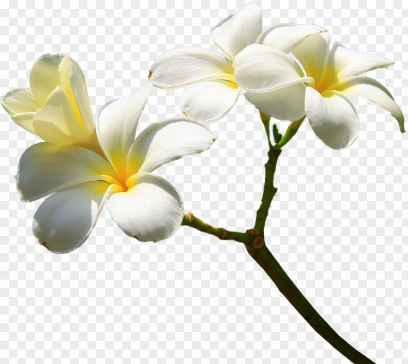 Vanilla Flower Clip Art PNG