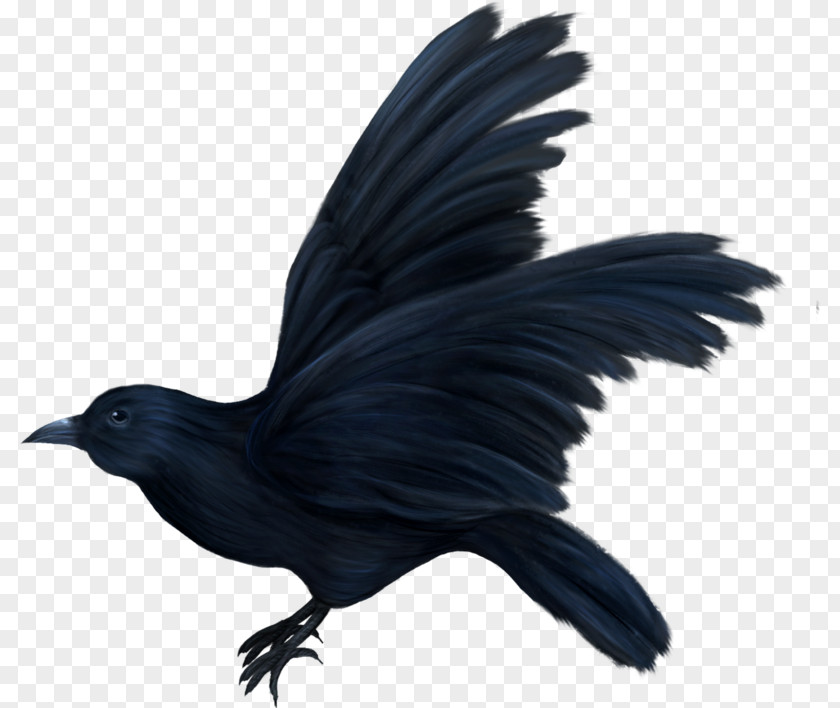 Bird American Crow Correllian Nativist Tradition May Oiseaux Variés PNG