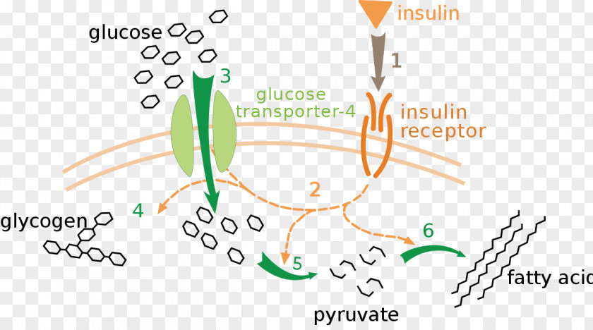 Blood Insulin Sugar Glucagon GLUT4 Diabetes Mellitus PNG