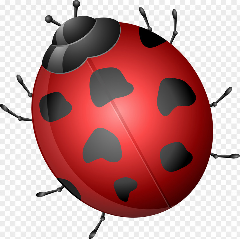 Ladybird Beetle Clip Art PNG