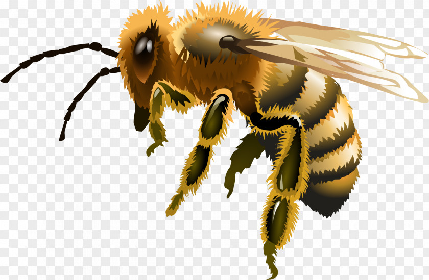 Vector Hand-painted Bees Worker Bee Apis Florea Euclidean PNG