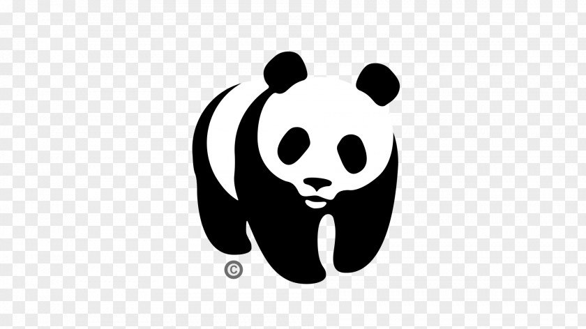 Natural Environment Giant Panda World Wide Fund For Nature International Conservation Caucasus PNG