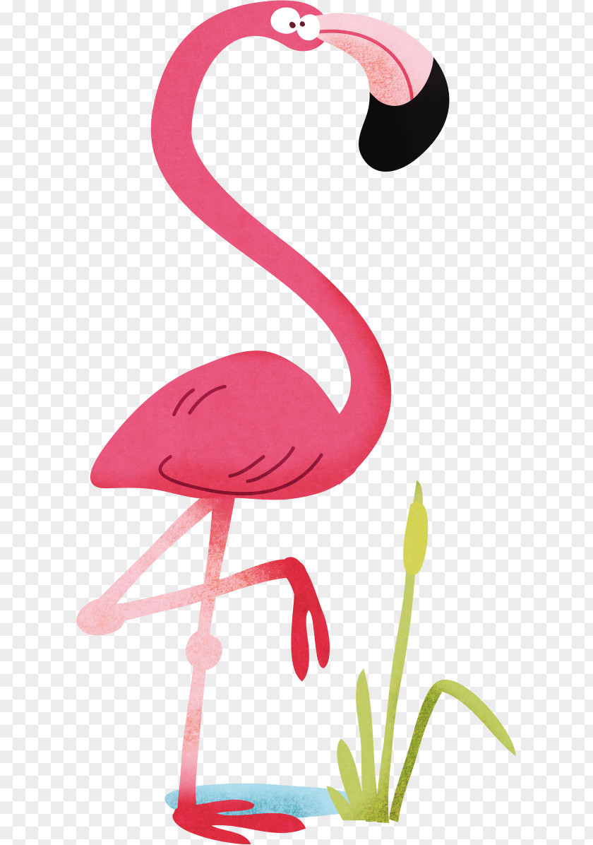 Bird Flash Cards Birds For Kids. Flamingo Beak PNG