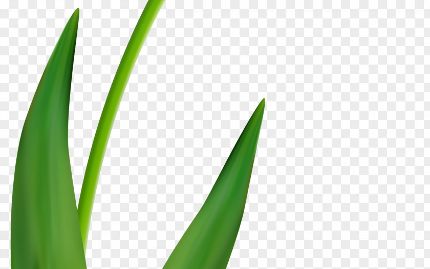 Flower Green Yellow Plant Stem Clip Art PNG