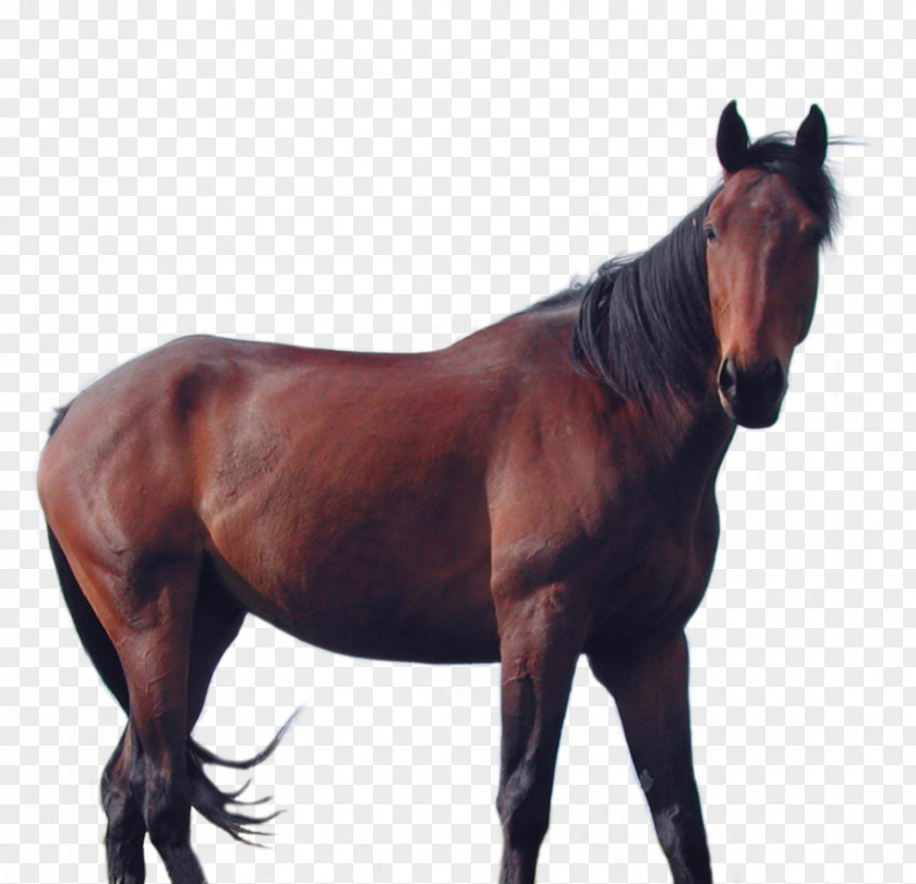 Horse Mane Stallion Rein Mare PNG
