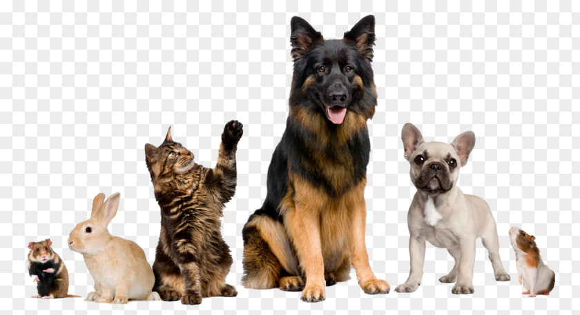Cat Dog Veterinarian Pet Clinique Vétérinaire PNG