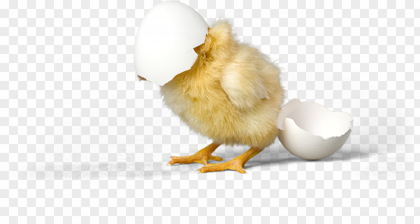 Cockatiel Chicken Duck Eggshell Bird PNG