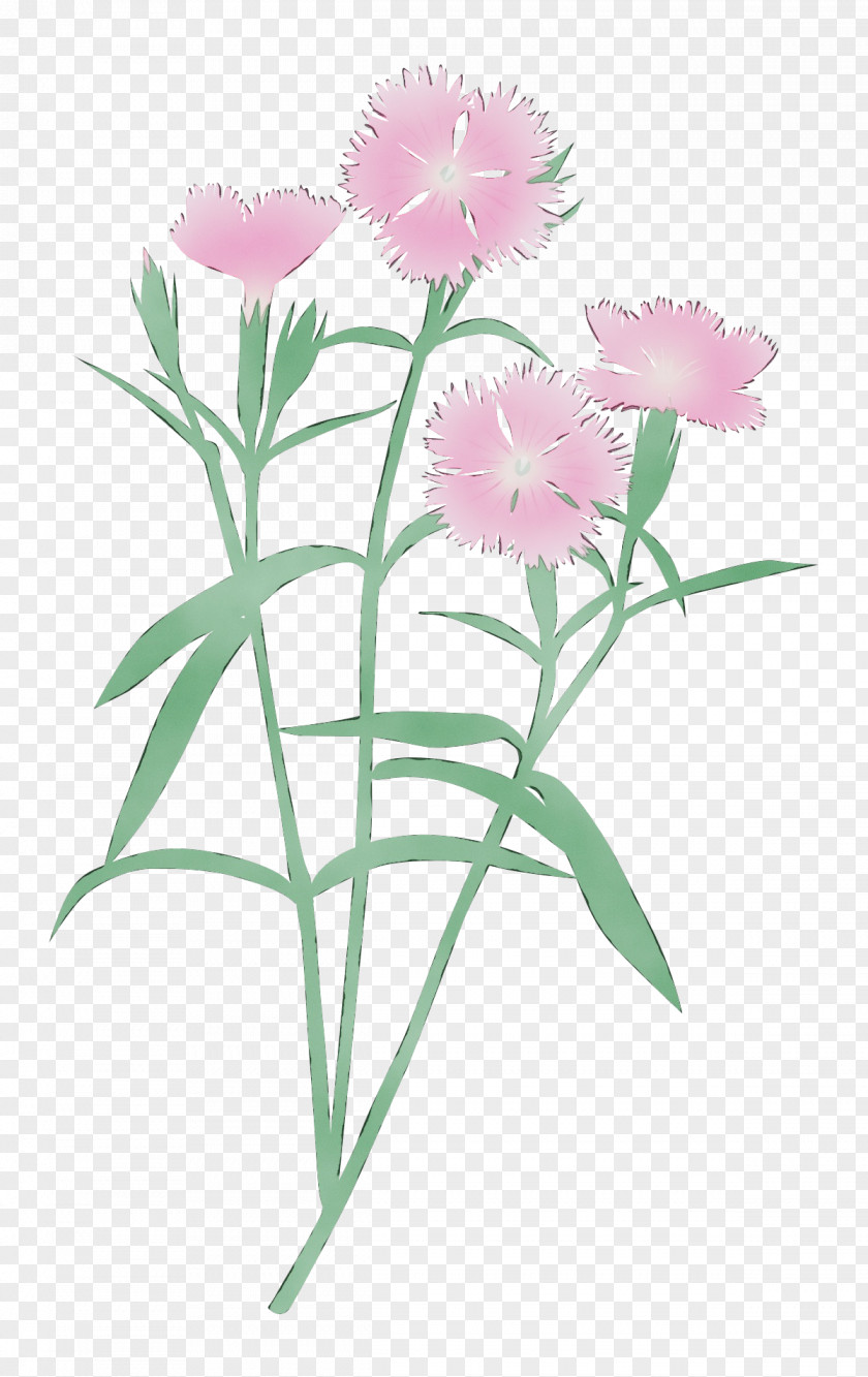 Flower Plant Pink Sweet William Petal PNG