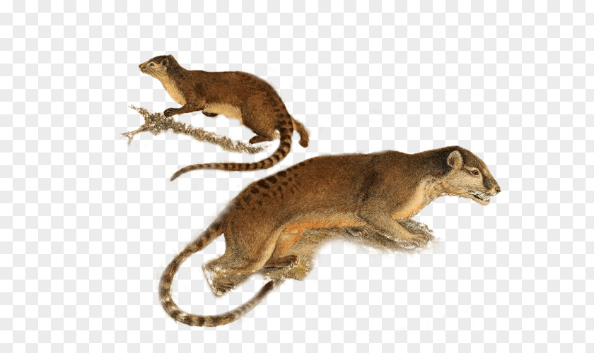Foot Palm Viverrids Hose's Civet Mongoose Animal PNG
