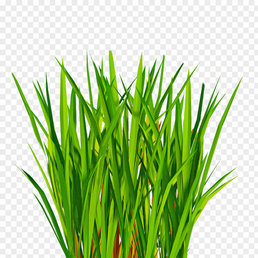Grass Plant Green Family Wheatgrass PNG