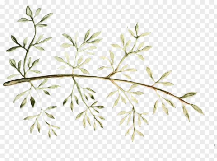 Heracleum Plant Parsley Family Tree Drawing PNG