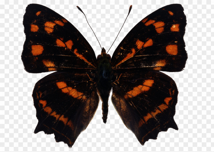Red Spots Butterfly Image Monarch Insect Moth PNG