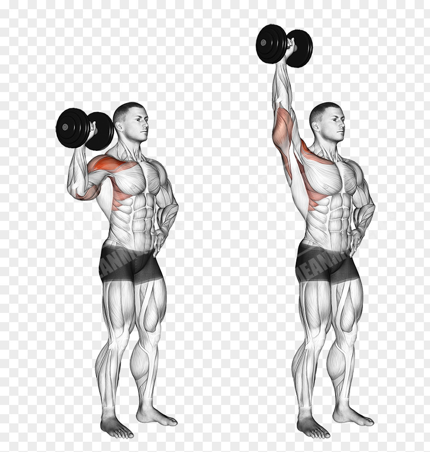 Shoulder Exercises With Dumbbells Overhead Press Dumbbell Deltoid Muscle Exercise Barbell PNG