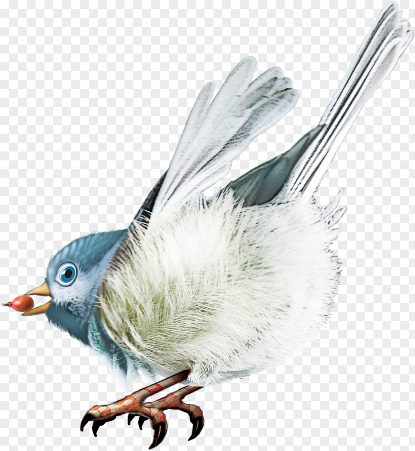 Birds Bird Beak Clip Art PNG