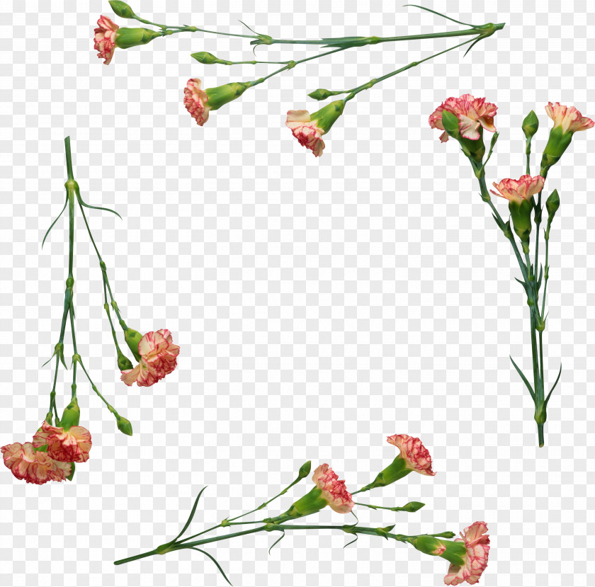 CARNATION Carnation Flower Clip Art PNG