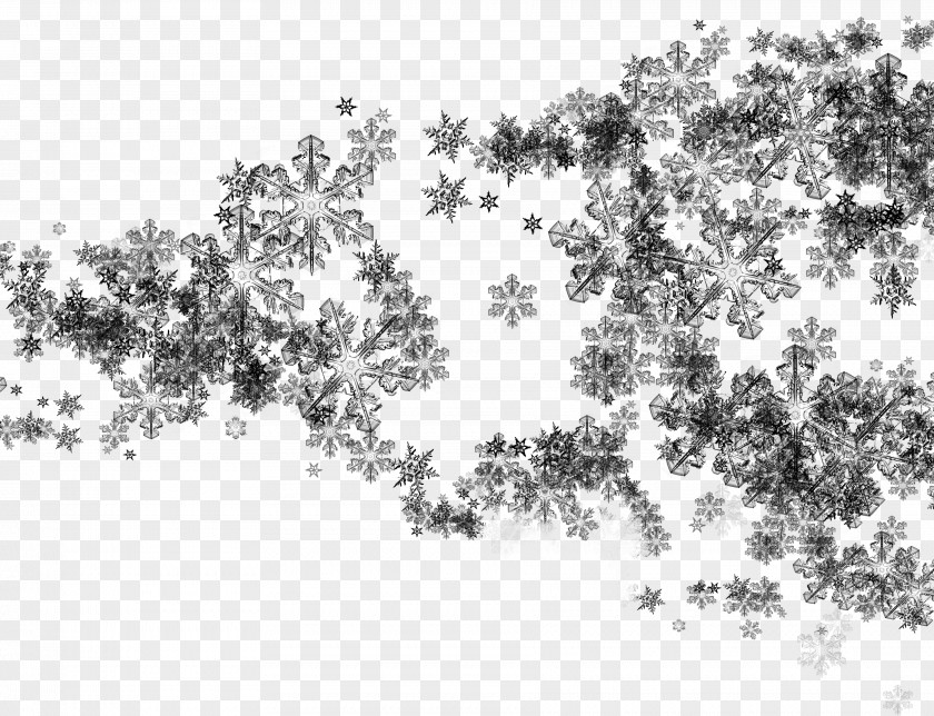 Snow Tree Photography Clip Art PNG