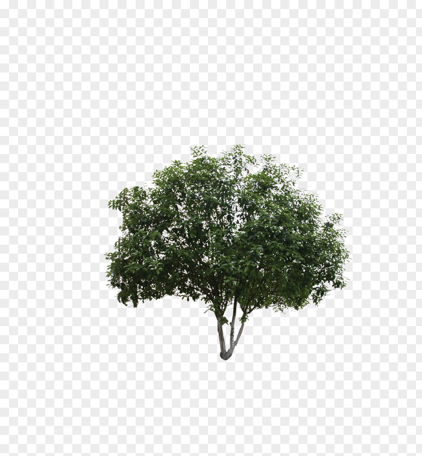 Tree Black And White Leaf Shrub Pattern PNG