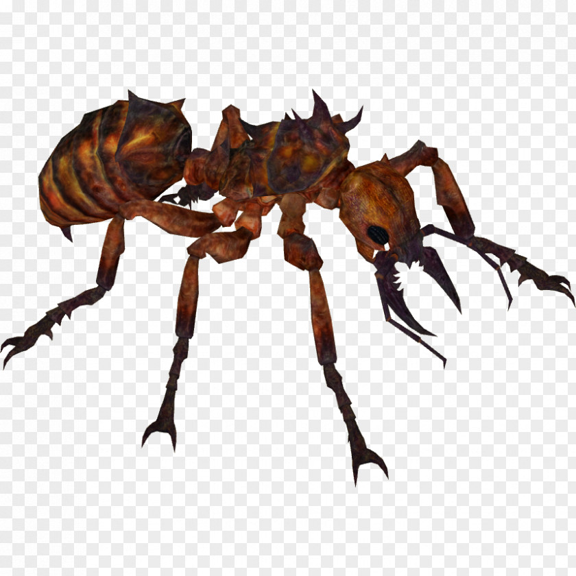 Ants Zoo Tycoon 2 Ant Insect Wikia PNG
