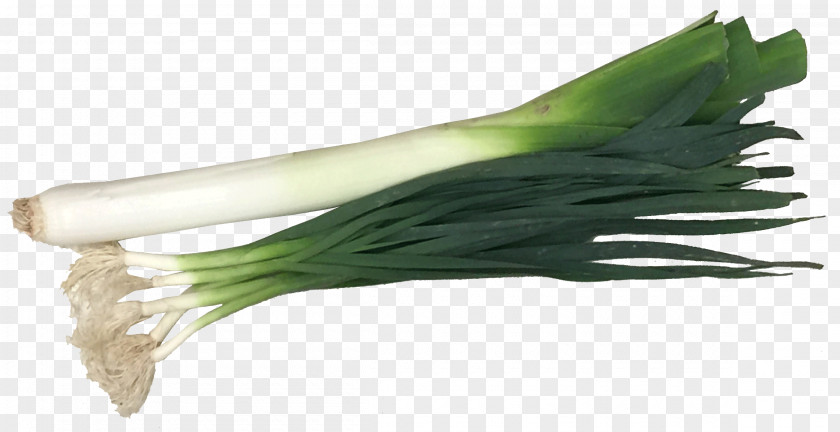 Green Garlic Allium Fistulosum Leek Mapo Doufu Onion PNG