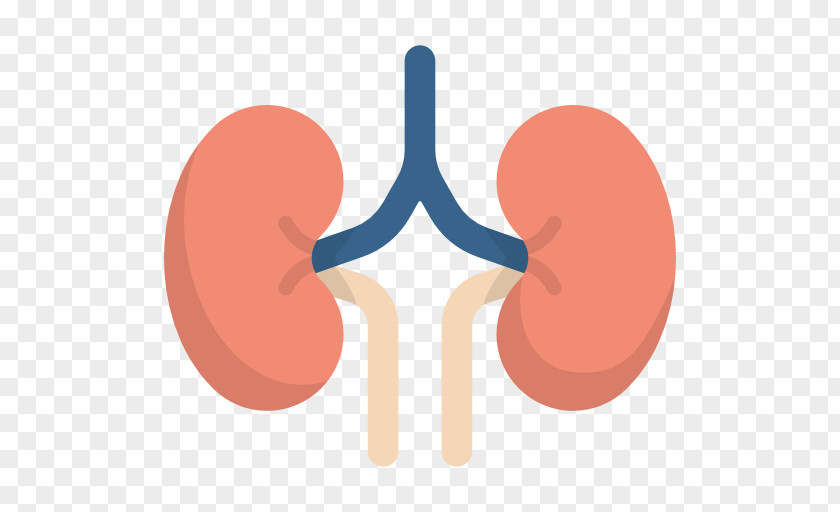 Kidneys Insignia Medicine Disease Kidney The Stem Cell Revolution PNG