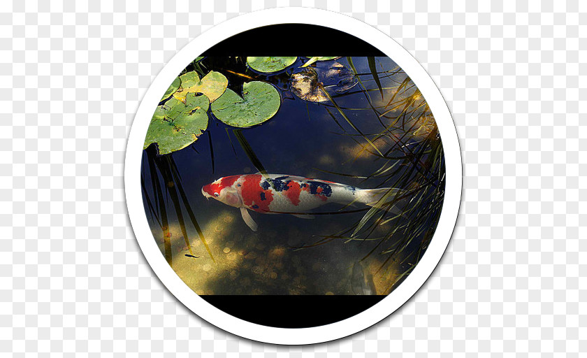 Koi PNG