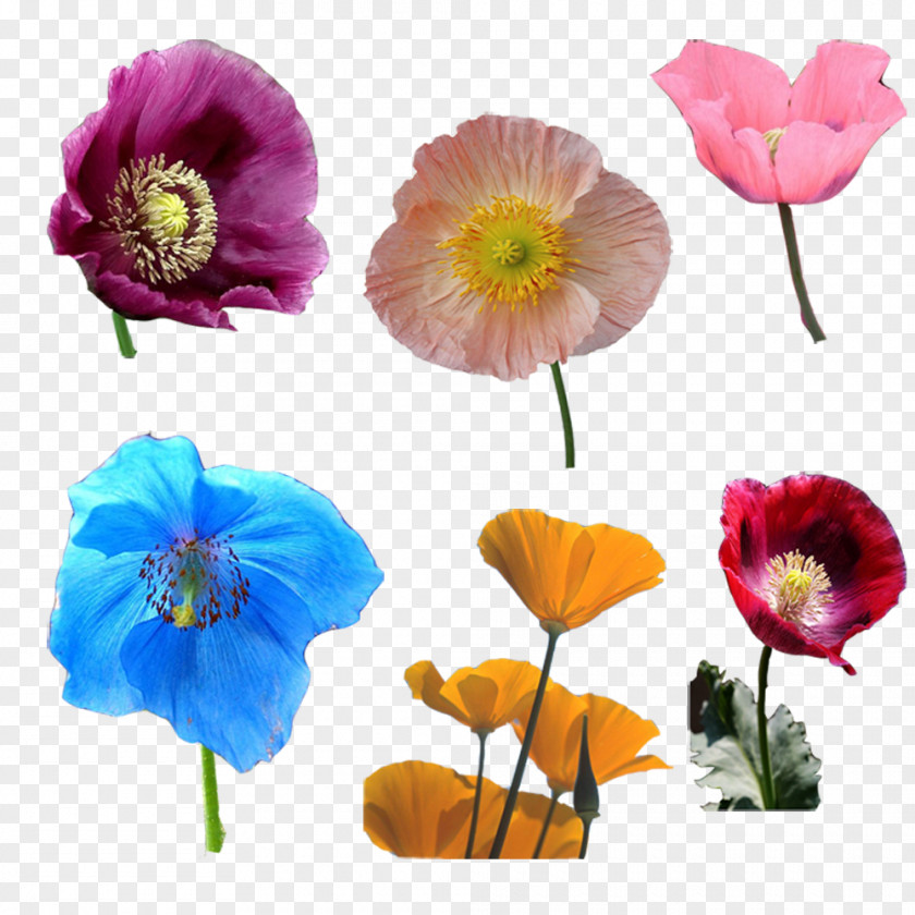 Poppy Flowers Opium Cut PNG