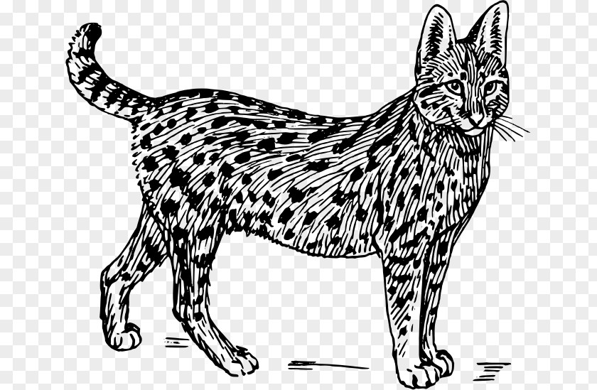 Serval Wildcat Savannah Cat Felidae Clip Art PNG