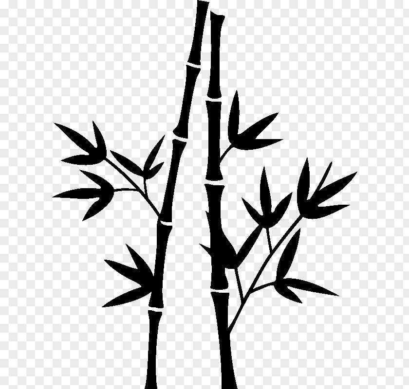 Bamboo Vascular Plant Family Tree Silhouette PNG