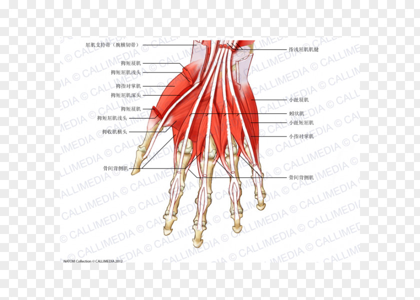 Hand Finger Muscle Dorsal Interossei Of The Muscular System PNG