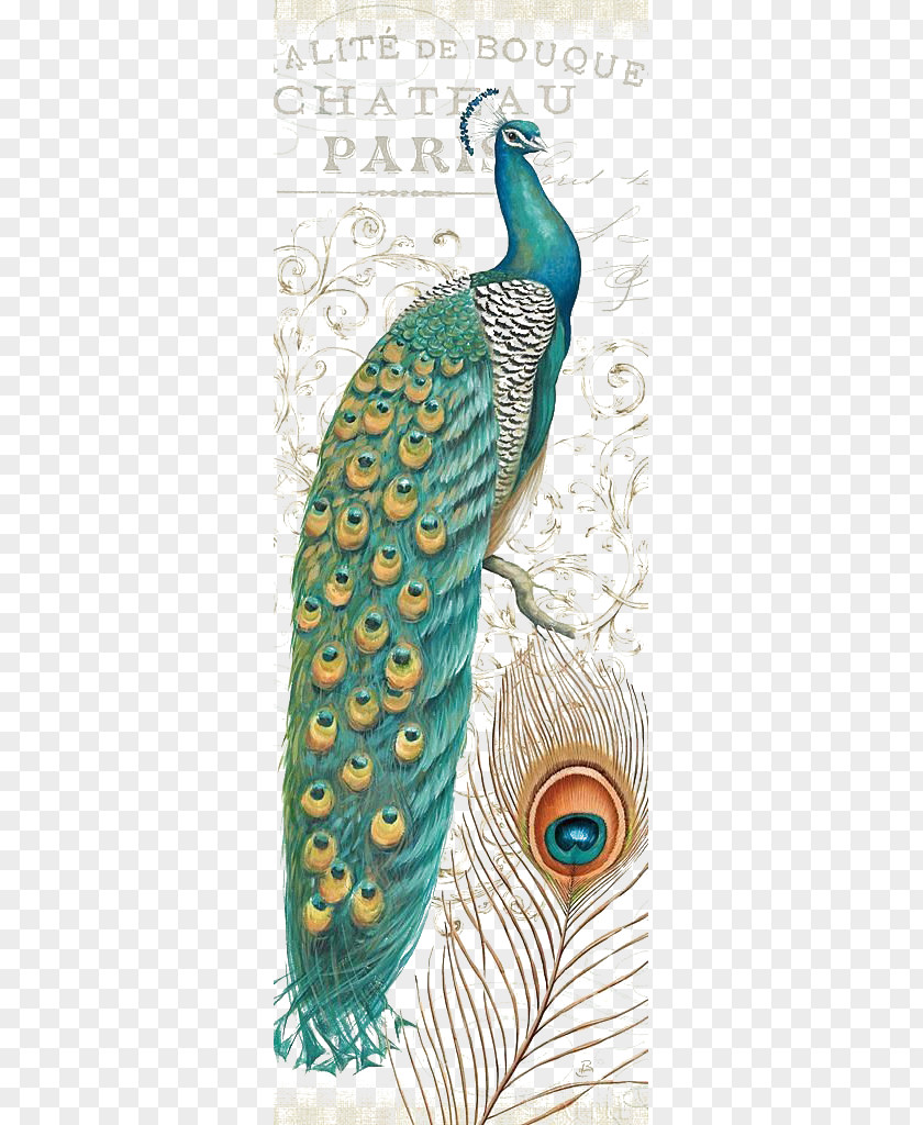 Hand-painted Peacock PNG peacock clipart PNG
