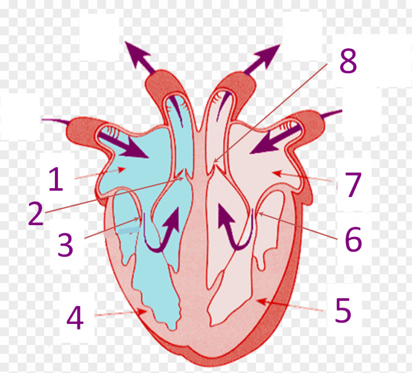 Human Heart Anatomy Body Circulatory System PNG