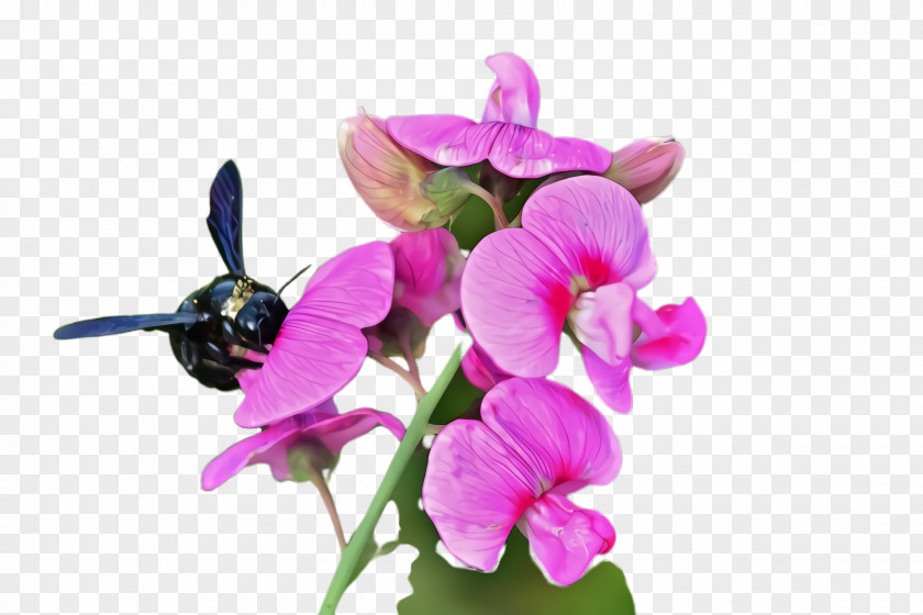 Moth Orchid Sweet Pea Flower Flowering Plant Violet Everlasting PNG