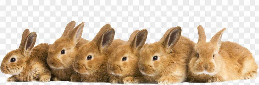 Rabbit European Hare Domestic Cuteness Desktop Wallpaper PNG