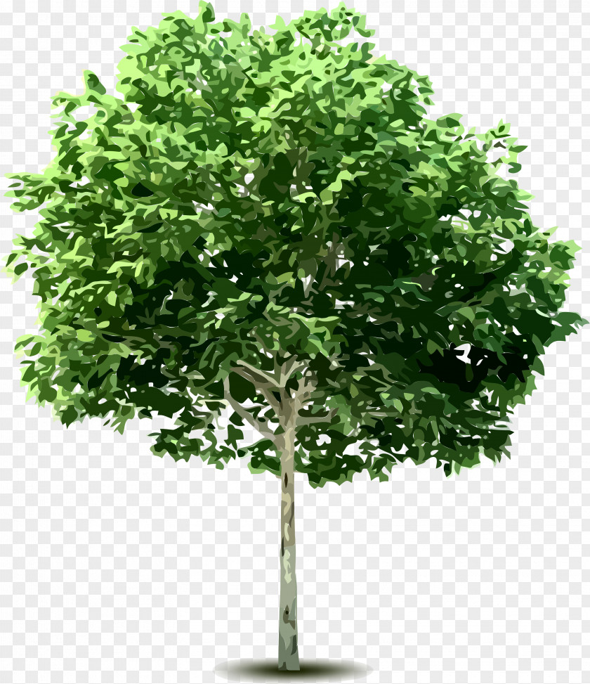 Tree Clip Art PNG