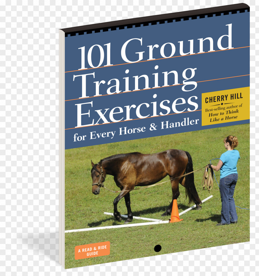Animal Husbandry 101 Ground Training Exercises For Every Horse & Handler Equestrian PNG