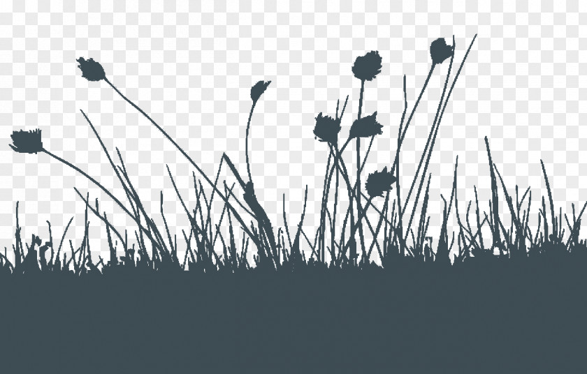 Erg Desktop Wallpaper Grasses Silhouette White Computer PNG